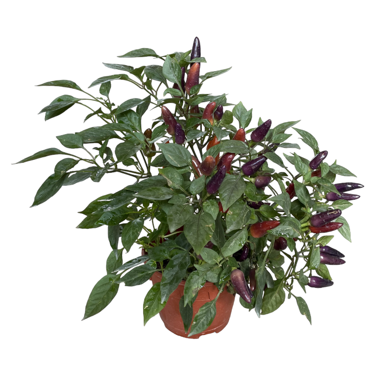 Capsicum annuum 'Acapulco Purple', Acapulco Purple Ornamental Pepper (0.3m)