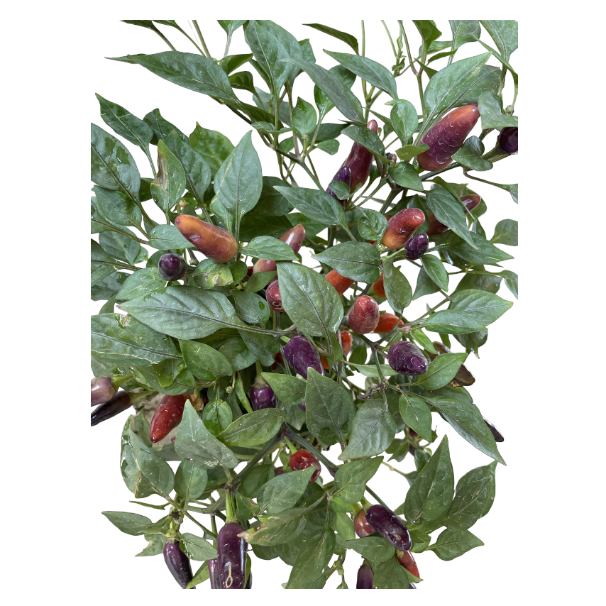 Capsicum annuum 'Acapulco Purple', Acapulco Purple Ornamental Pepper (0.3m)
