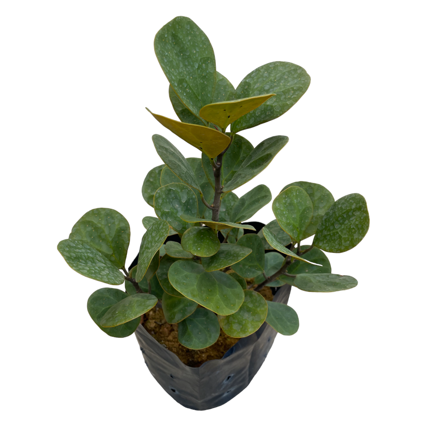 Ficus diversifolia, Ficus deltoidea, Mistletoe Ficus in bag 小盼菩提 (0.35mH)