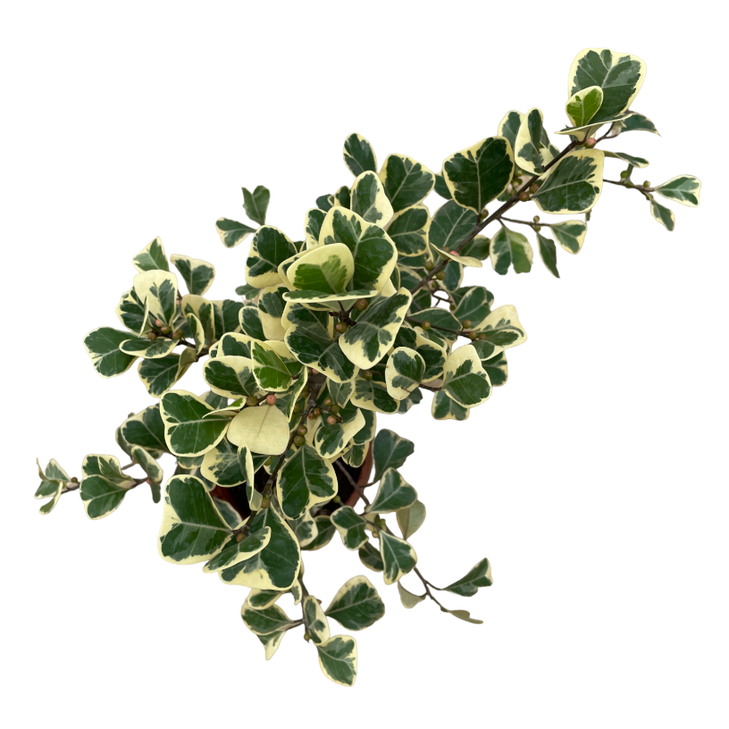 Ficus triangularis variegata (0.5m)