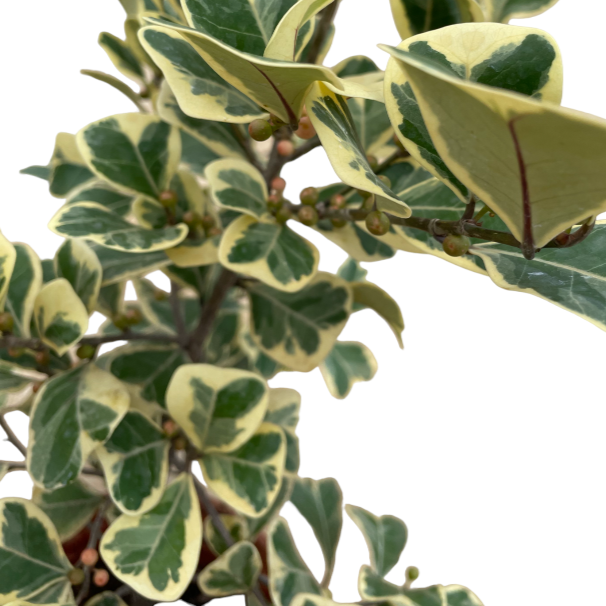 Ficus triangularis variegata (0.5m)