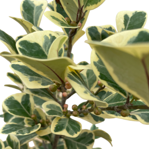 Ficus triangularis variegata (0.5m)