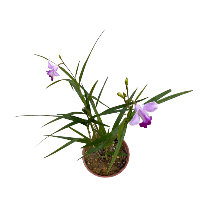 Arundina Graminifolia, Bamboo orchid (0.5m)