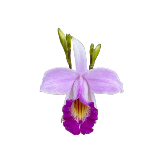 Arundina Graminifolia, Bamboo orchid (0.5m)