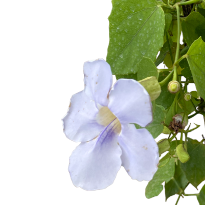 Thunbergia grandiflora, Bengal clockvine, Sky Vine (0.8m)