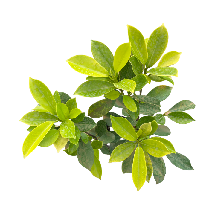 Ficus Nitida Gold, Ficus microcarpa 'Golden' in bag (0.5m)