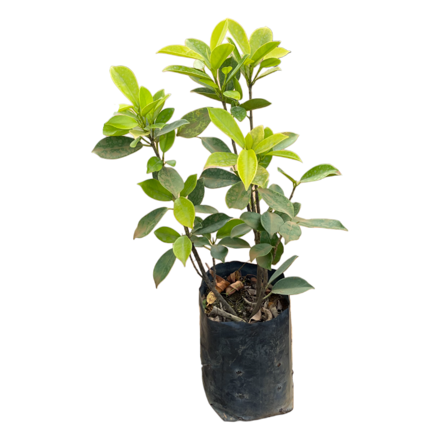 Ficus Nitida Gold, Ficus microcarpa 'Golden' in bag (0.5m)
