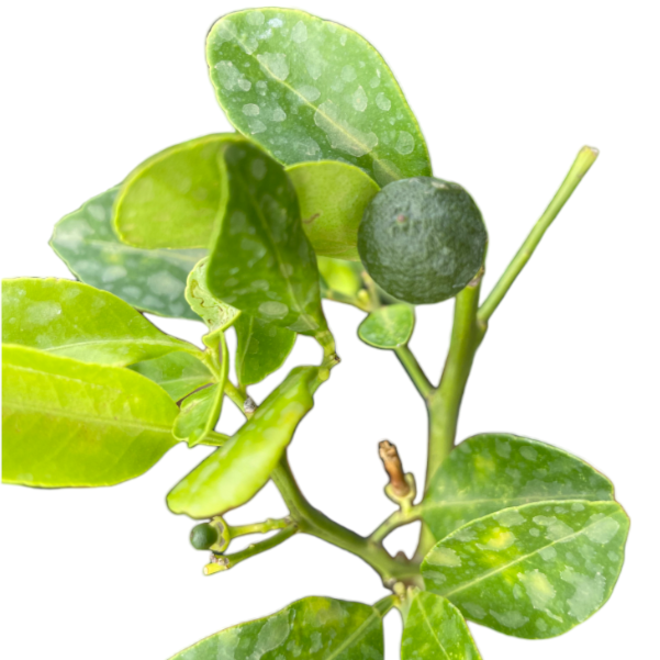 Lime Plant in bag (0.50m)