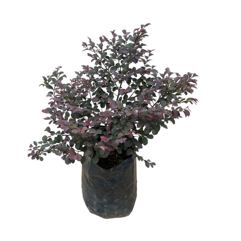 Loropetalum chinense, Chinese Fringe Flower (0.7m)