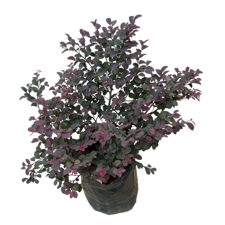 Loropetalum chinense, Chinese Fringe Flower (0.7m)