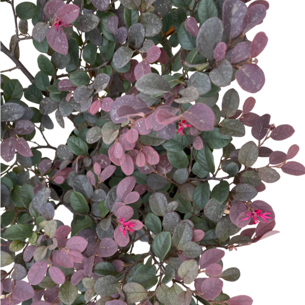 Loropetalum chinense, Chinese Fringe Flower (0.7m)