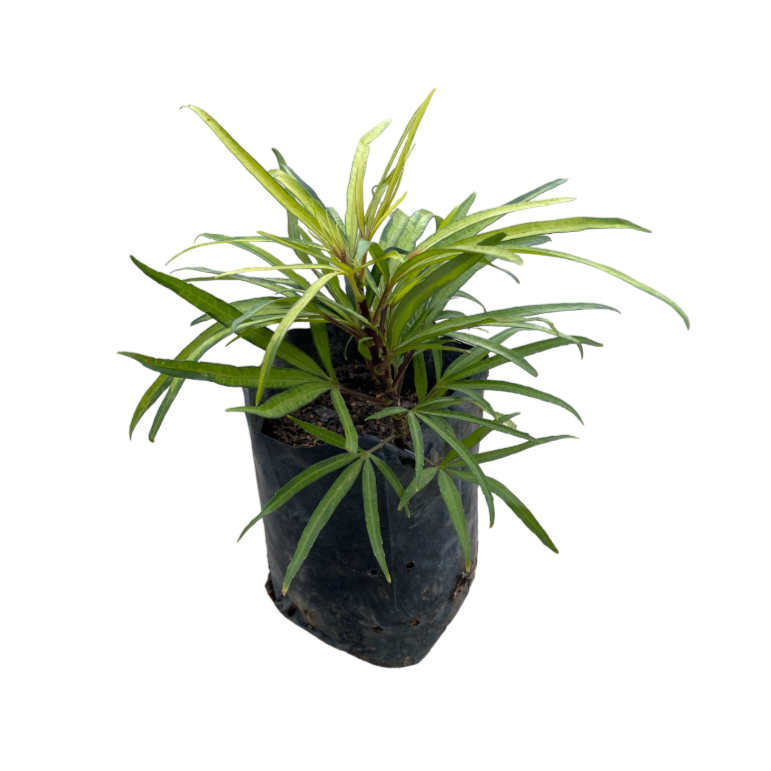 Osmoxylon var. in bag (0.3m)