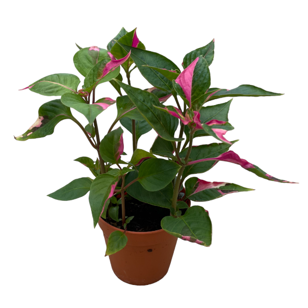 Alternanthera Ficoidea 'Party Time' (0.2m)