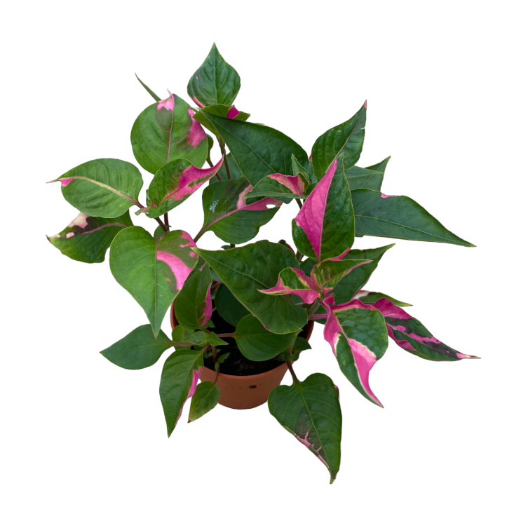 Alternanthera Ficoidea 'Party Time' (0.2m)