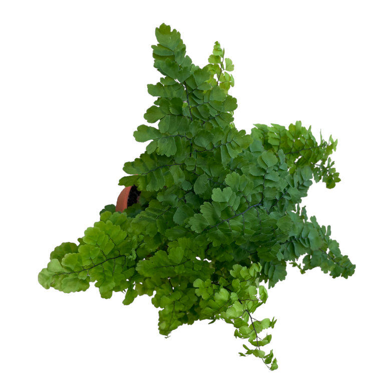 Adiantum, Maidenhair fern (0.35m)