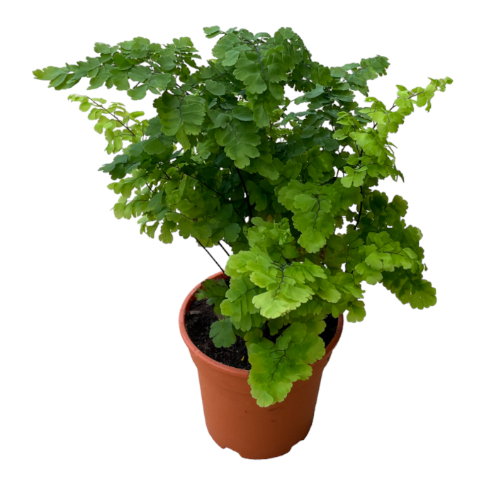 Adiantum, Maidenhair fern (0.35m)