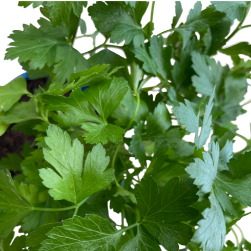 Coriandrum sativum, Cilantro, Chinese Parsley (0.3m)