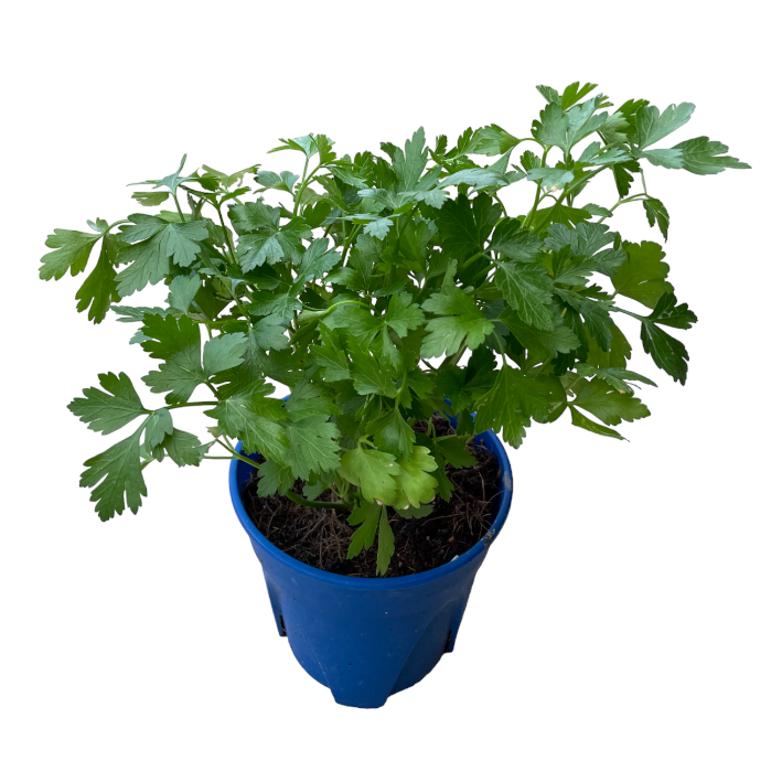 Coriandrum sativum, Cilantro, Chinese Parsley (0.3m)