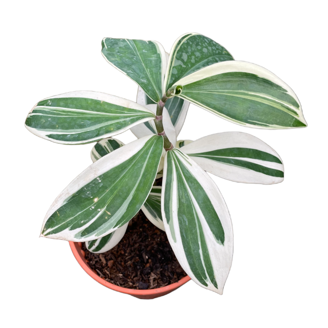 Costus Arabicus Variegata (0.3m)