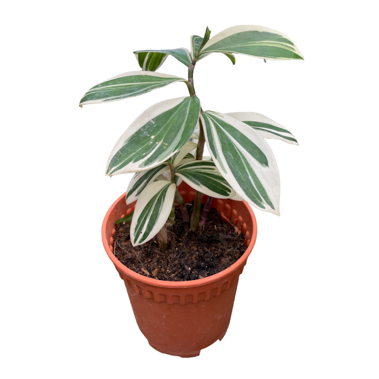 Costus Arabicus Variegata (0.3m)