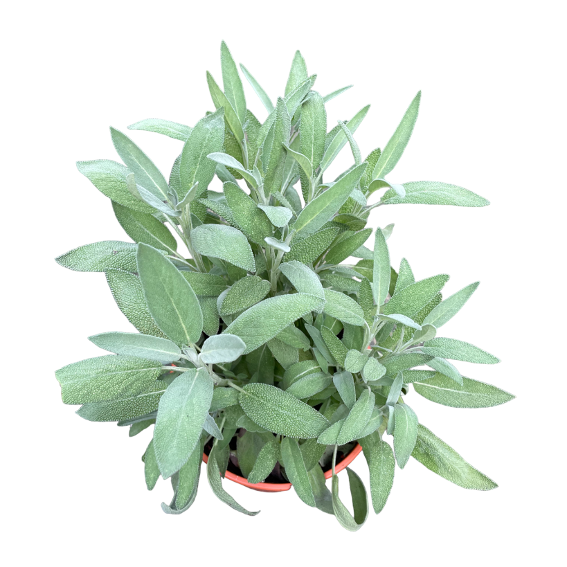Fragrant Herbs in Taupe Corsica Easy Hanger Trio