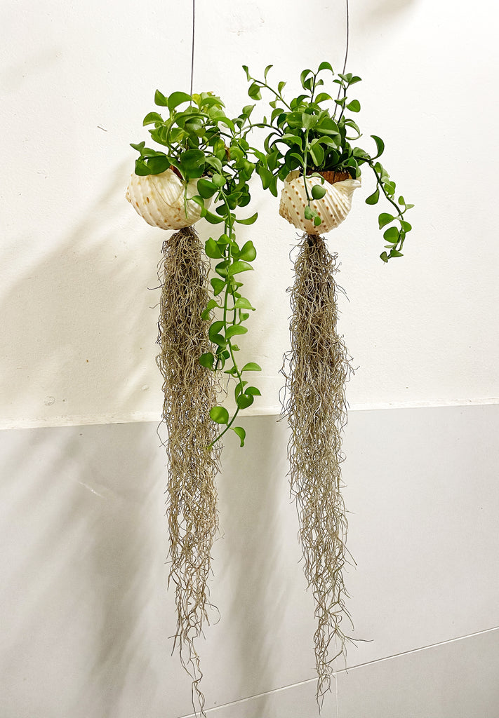 Air Plant Tillandsia usneoides, Spanish Moss with Ionantha (0.5m)