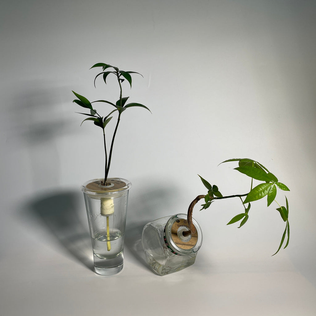 Hydroponic Bonsai in Pretty Vase