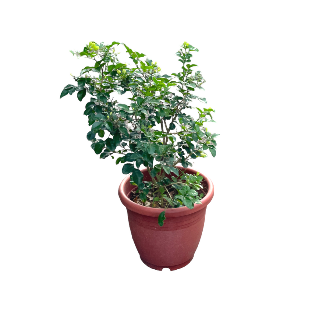 Murraya paniculata, Orange Jasmine (1.1m)