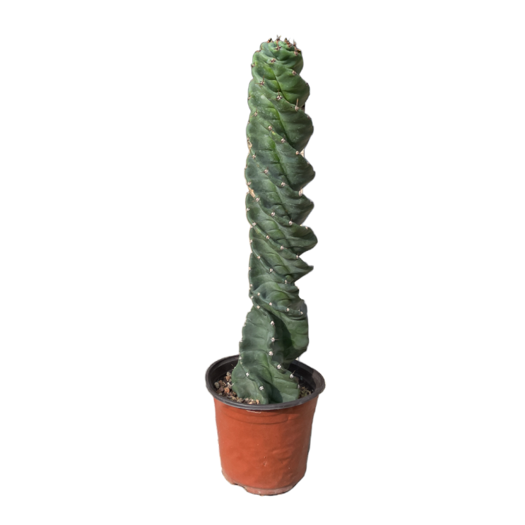 Cereus forbesii ‘spiralis’, Spiral Cactus (0.5m)