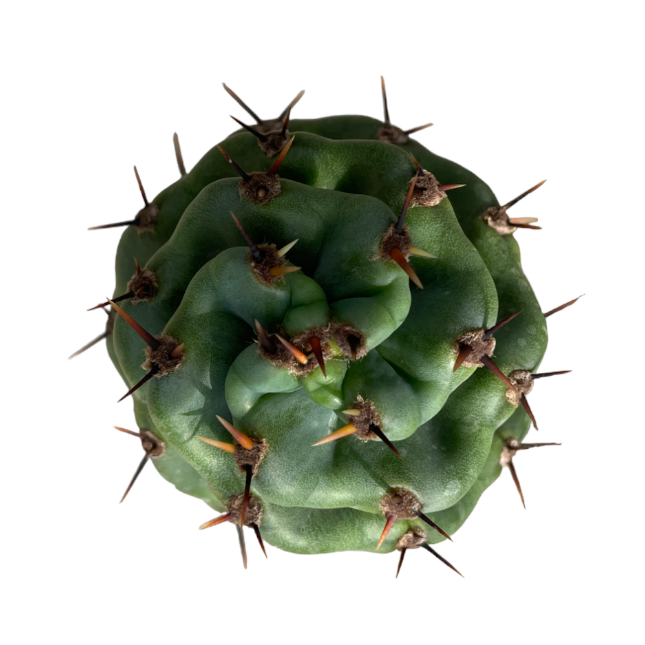 Cereus forbesii ‘spiralis’, Spiral Cactus (0.5m)