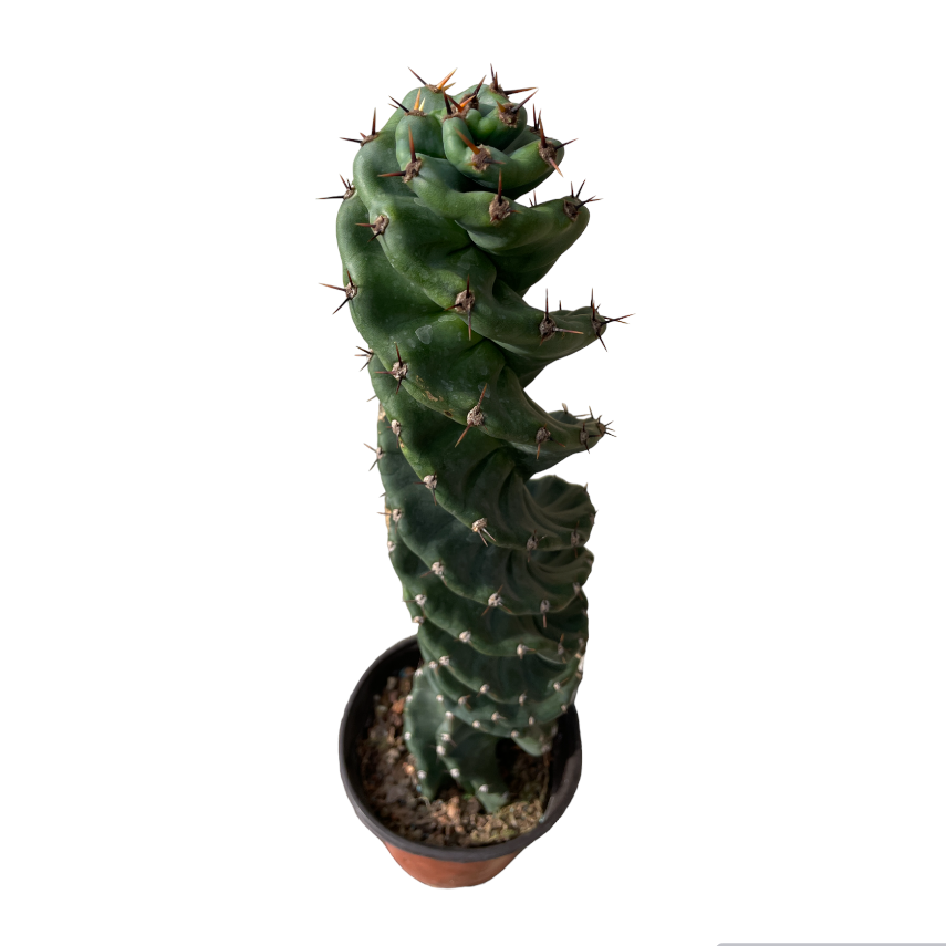 Cereus forbesii ‘spiralis’, Spiral Cactus (0.5m)