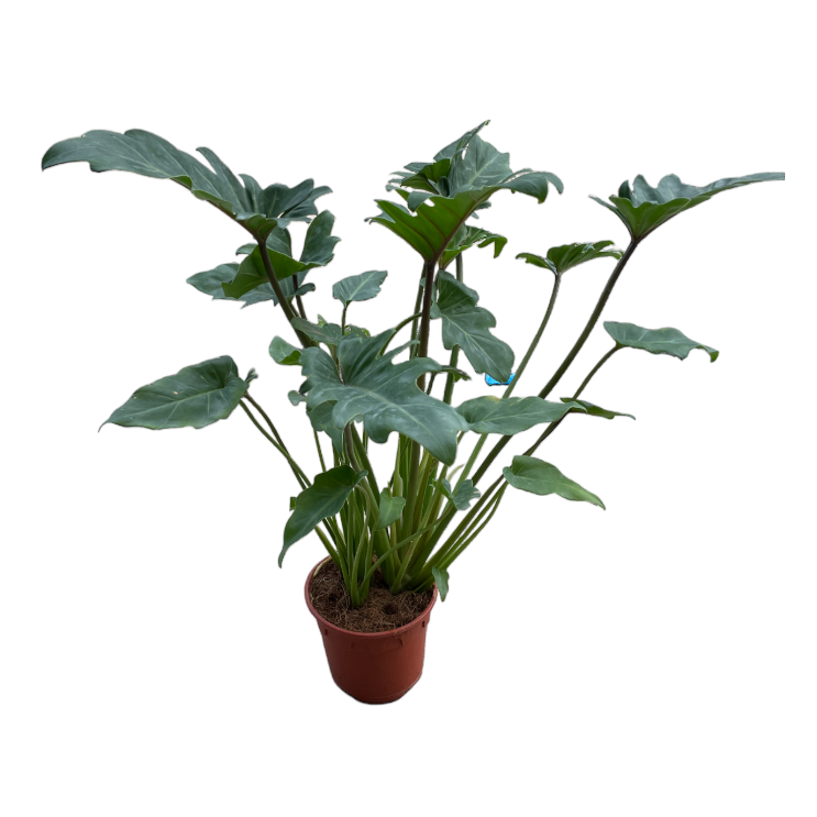 Philodendron xanadu (0.5m)