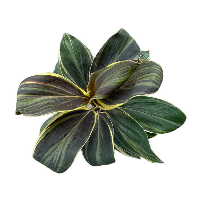 Cordyline fruticosa 'Mocha Latte Andrea', Mocha Latte Hawaiian Ti Plant (0.5m)