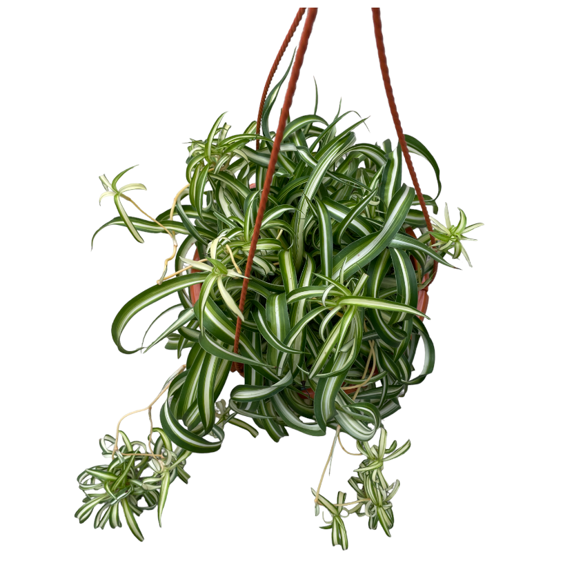Chlorophytum comosum ‘Bonnie’, Bonnie Curly Spider Plant (0.20m)