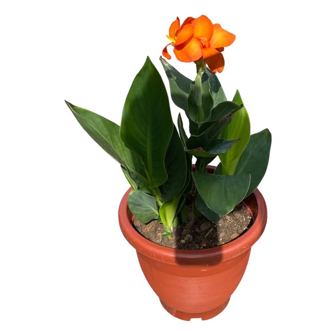 canna indica with orange flower