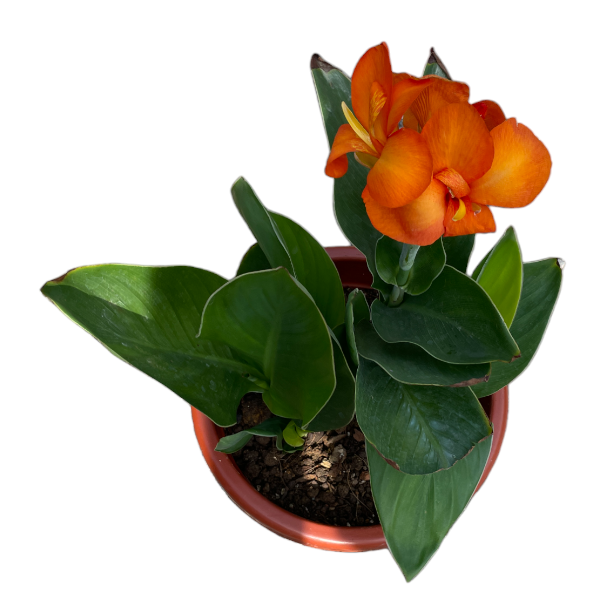 canna indica with orange flower