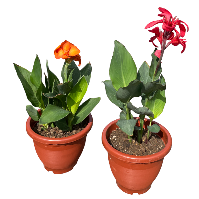 canna indica in orange flowers and red flower