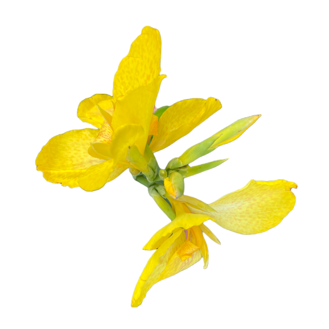 canna indica with yellow flower