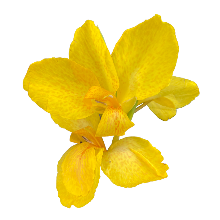 canna indica with yellow flower