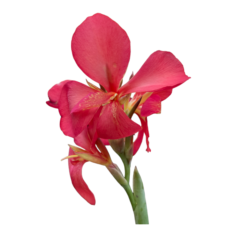 canna indica with red flower