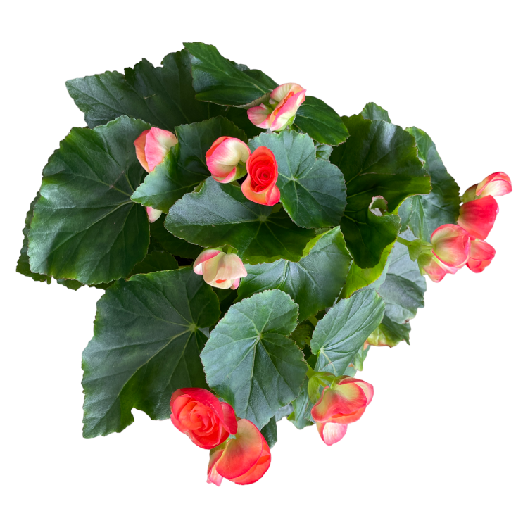 Elatior begonia, Assorted Colours Begonia Rose (0.3m)