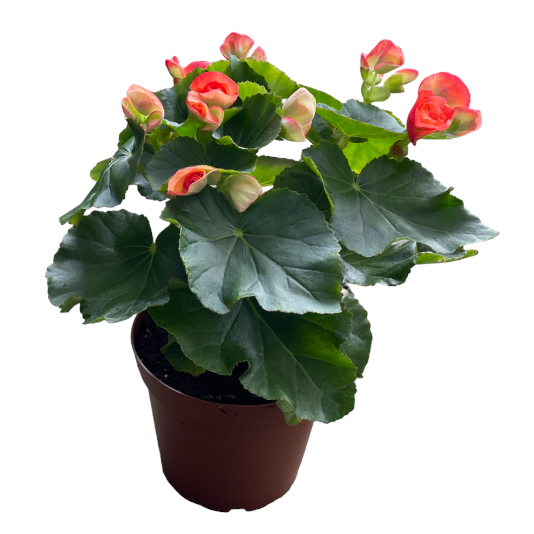 Elatior begonia, Assorted Colours Begonia Rose (0.3m)