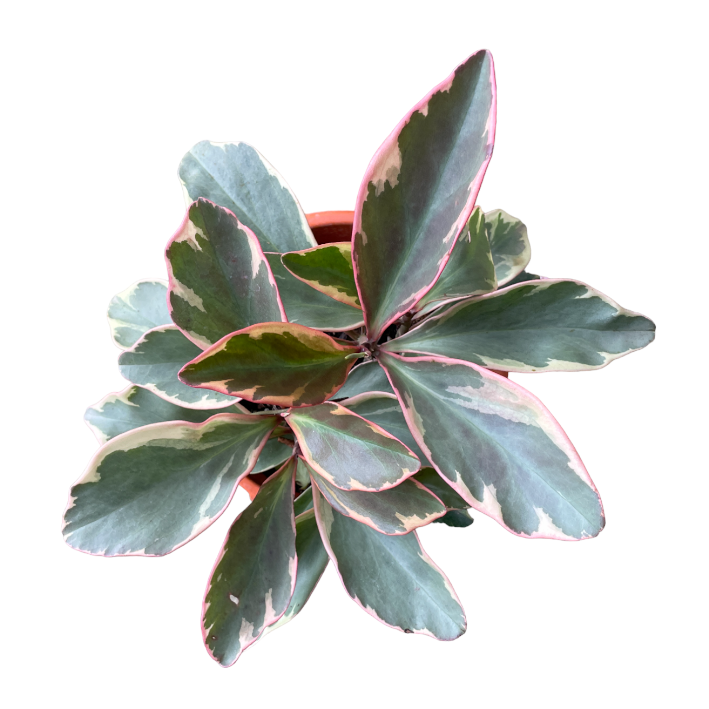 Peperomia clusiifolia 'Ginny', Tri-Color Peperomia (0.35m)