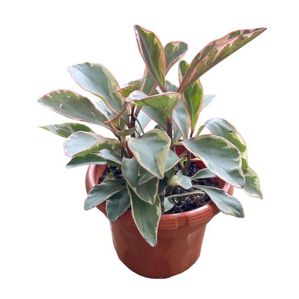 Peperomia clusiifolia 'Ginny', Tri-Color Peperomia (0.35m)