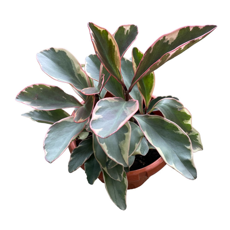 Peperomia clusiifolia 'Ginny', Tri-Color Peperomia (0.35m)