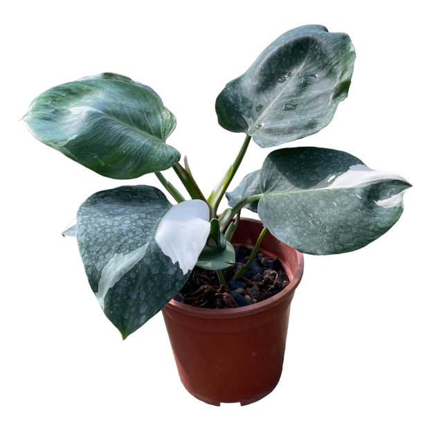 Philodendron White Wizard (0.4m)