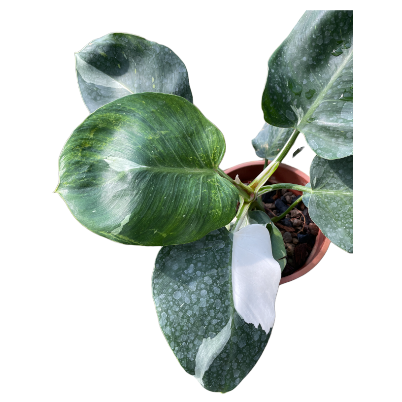 Philodendron White Wizard (0.4m)
