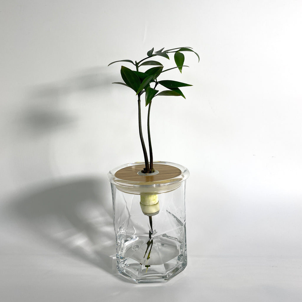 Hydroponic Bonsai in Diamond Vase