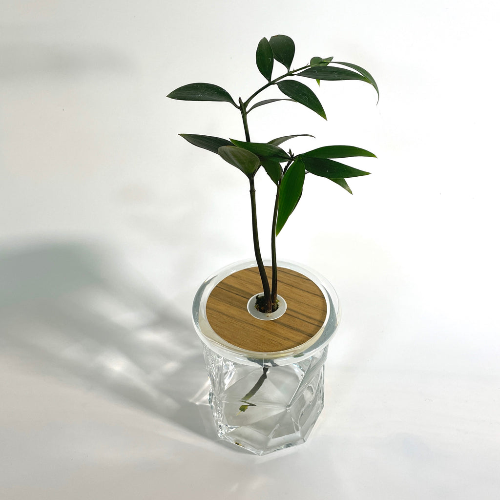 Hydroponic Bonsai in Diamond Vase