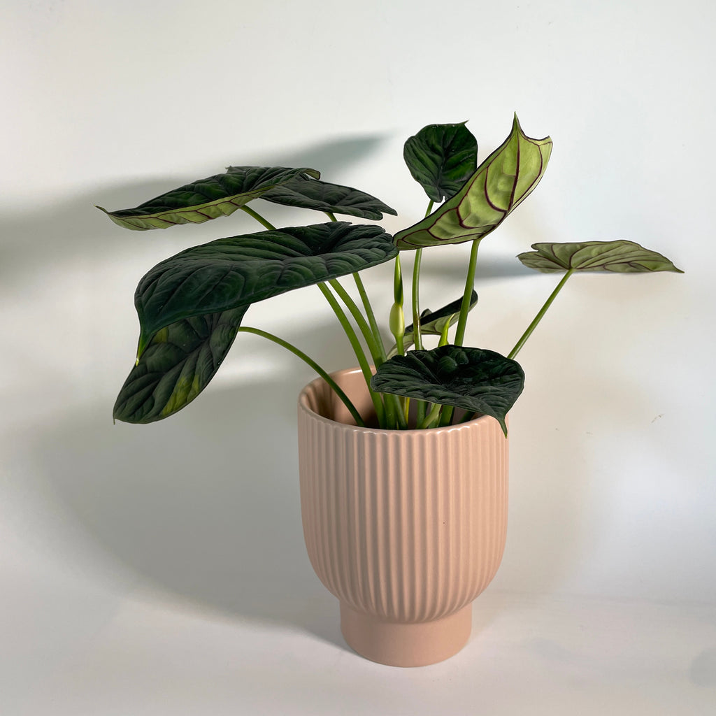 Alocasia baginda 'Dragon Scale' in Camille Planter (0.4m)